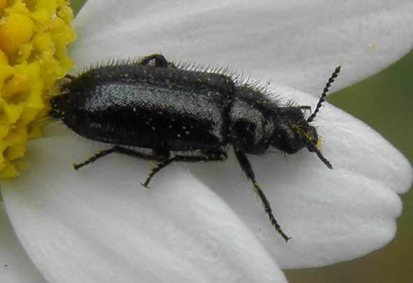 Dasytes sp. dalla Sicilia